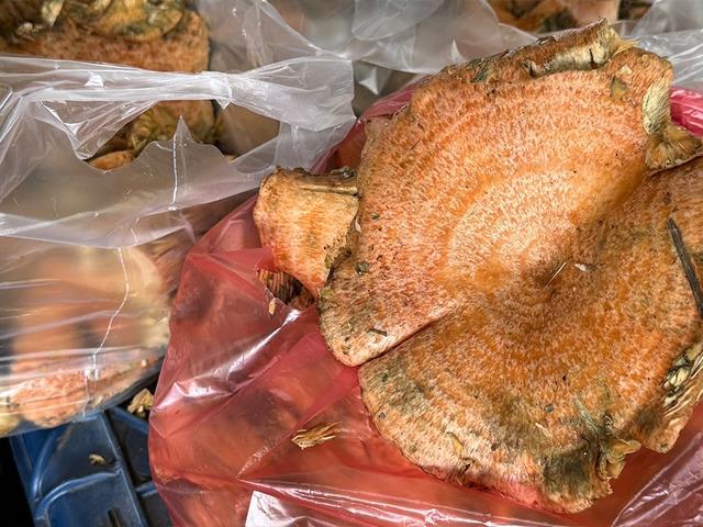 Ormandan topluyorlar: Kilosu 500 TL! Bir&ccedil;ok kişinin ekmek kapısı 