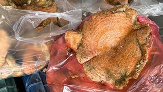 Ormandan topluyorlar: Kilosu 500 TL! Birçok kişinin ekmek kapısı 