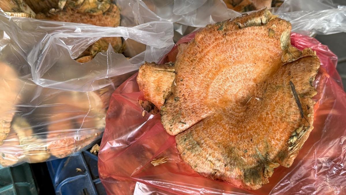 Kuzu eti tadında mantar! Kilosu 500 TL: Faydaları saymakla bitmiyor 2