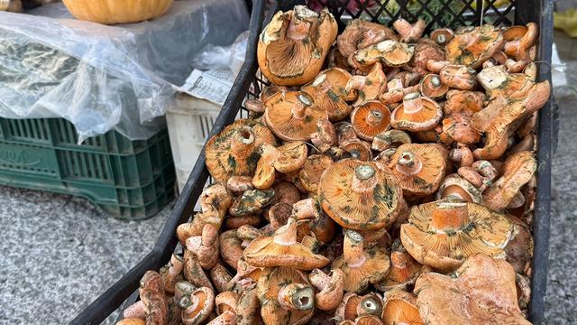 Kuzu eti tadında mantar! Kilosu 500 TL: Faydaları saymakla bitmiyor