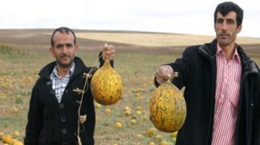 Kavun &uuml;reticileri umutlarını kışlık kavuna bağladı