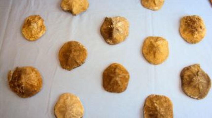 Tarihi eser operasyonu: 22 denizyıldızı fosili ele ge&ccedil;irildi