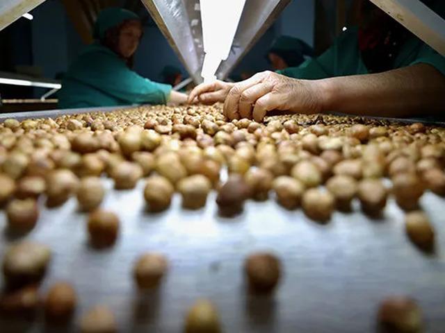 D&uuml;zce'den AB &uuml;lkelerine eyl&uuml;lde 774 ton i&ccedil; fındık ihra&ccedil; edildi