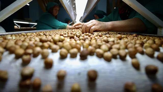 Düzce'den AB ülkelerine eylülde 774 ton iç fındık ihraç edildi