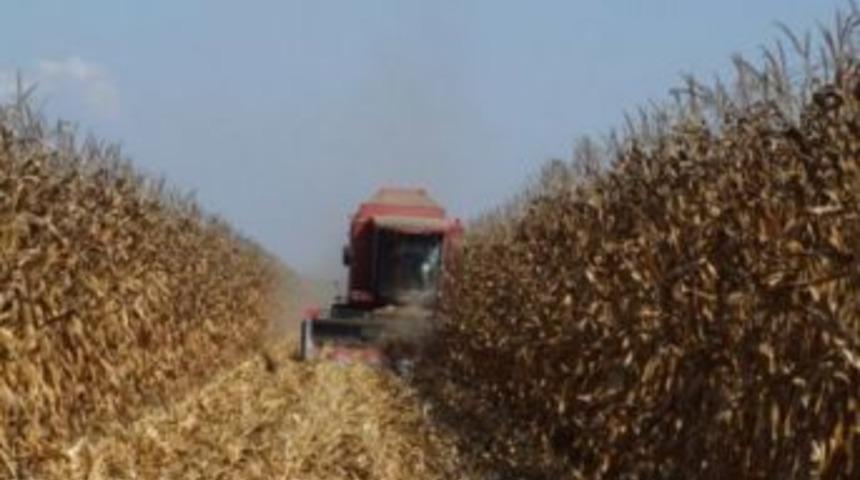 Buğdayın yeni rakibi dane mısır