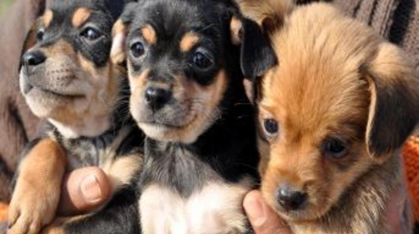 Kapıkule&rsquo;de ele ge&ccedil;irilen yavru k&ouml;pekler koruma altına alındı