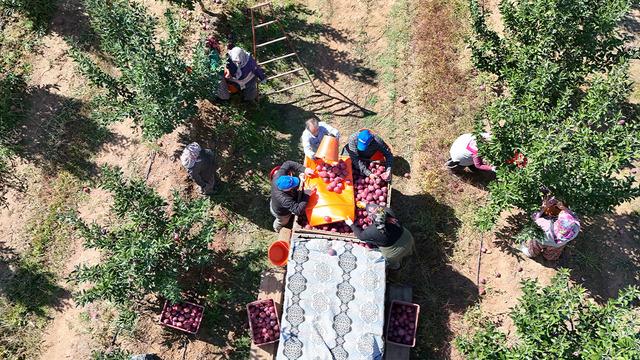  Isparta'da elma hasadı başladı