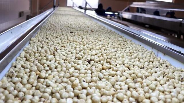 Ticaret borsalarında ağustosta 39 bin tonu aşkın fındık işlem gördü