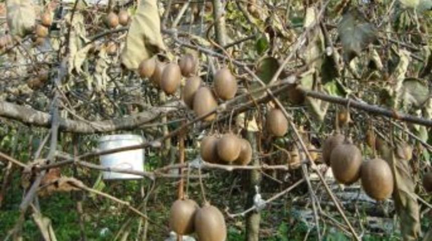 Kivi &uuml;reticilerine kırağı darbesi