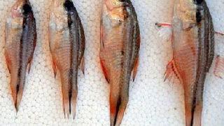 Akdeniz'i istilacı balıklar sardı