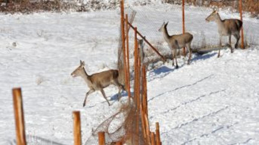 Kartepe'de doğaya 6 kızıl geyik salındı