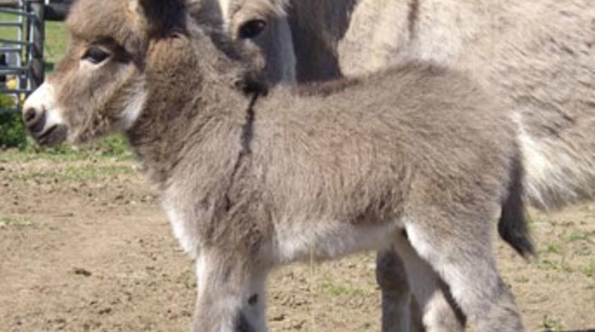 Anadolu eşeği, TBMM&rsquo;ye dilek&ccedil;esini verdi