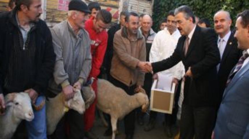 Zonguldak&rsquo;ta 35 &ccedil;ift&ccedil;iye 525 merinos koyunu dağıtıldı