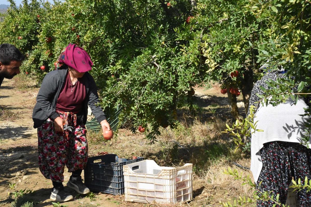 Tanesi yarım kiloya ulaşıyor! Çorak arazilere diktiler, şimdi Avrupa ya gönderiyorlar 1