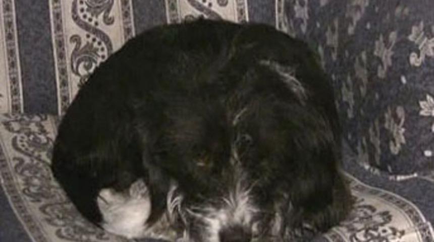 Yavruları satılan k&ouml;pek adeta hayata k&uuml;st&uuml;...