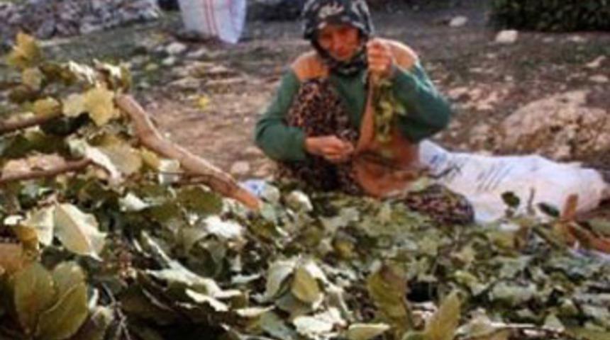 K&ouml;yl&uuml;lere 1 milyon TL kazandırdı