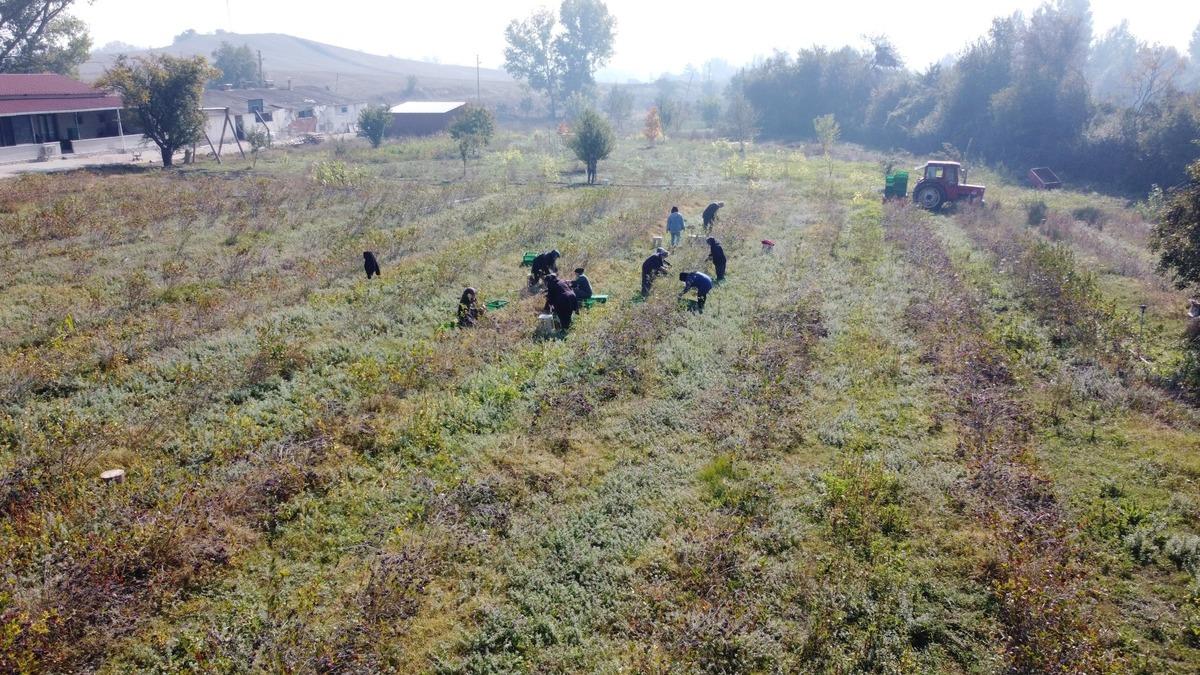 Önce tarlaya ekti, sonra üniversitede tez konusu yaptı! Üretmek için inşaatı bıraktı 2