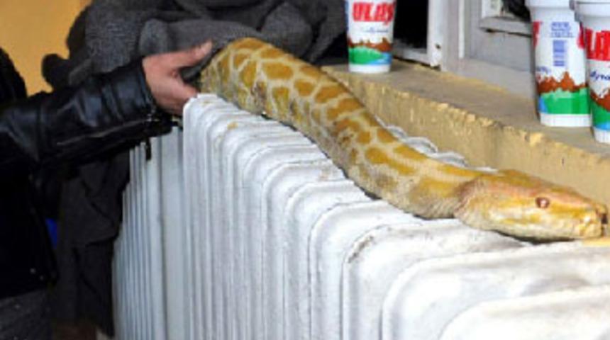 Uykusu gelen yılanın mesai çilesi