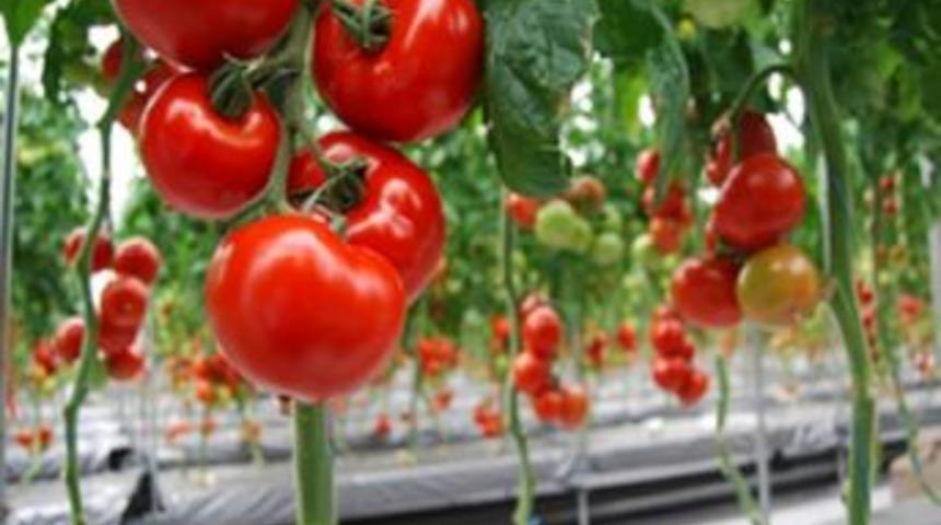 Seralar  kazandırıyor