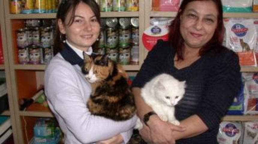 En kaprisli hayvan kediymiş