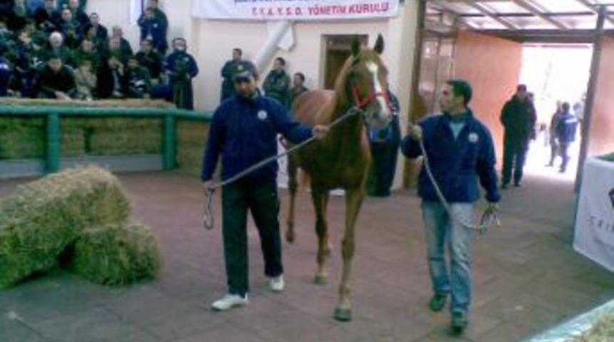 Safkan İngiliz tayı spor otomobil fiyatına alıcı buldu