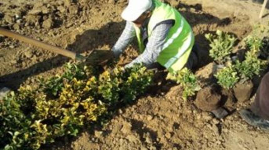 T&uuml;praş Kavşağı&rsquo;na 18 Bin Ağa&ccedil;