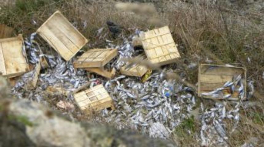 Kayalıklara atılmış kasalar dolusu &ccedil;inekop bulundu