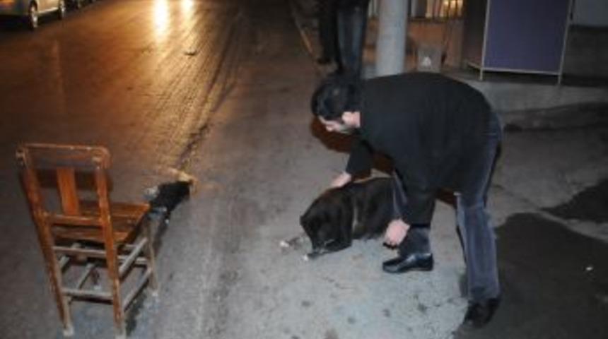 Otomobilin &ccedil;arptığı yavru k&ouml;pek &ouml;ld&uuml;, annesi başından ayrılmadı