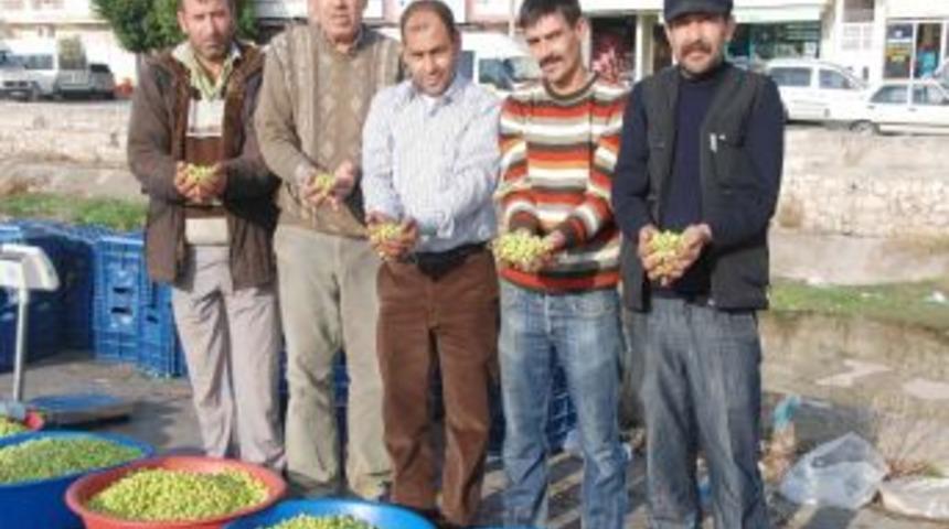 Yaz sıcakları yeşil zeytin &uuml;retimini d&uuml;ş&uuml;rd&uuml;