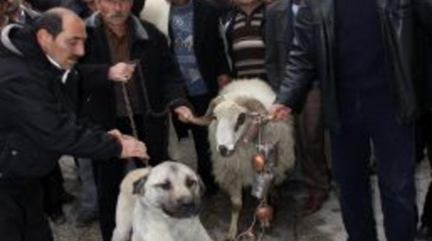 Koyun yetiştiricileri, birliklerinin olağan&uuml;st&uuml; genel kurulunu protesto etti