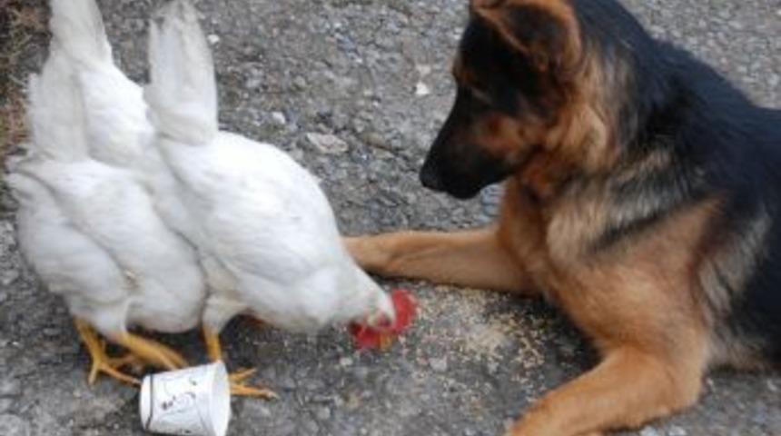 Gece işyerini gündüz tavukları koruyor