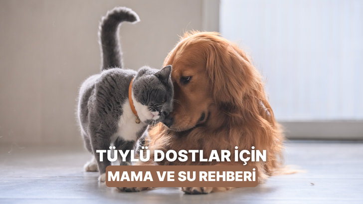 Evcil hayvan sahiplerinin mama ve su konusunda en &ccedil;ok merak ettiği şeyler