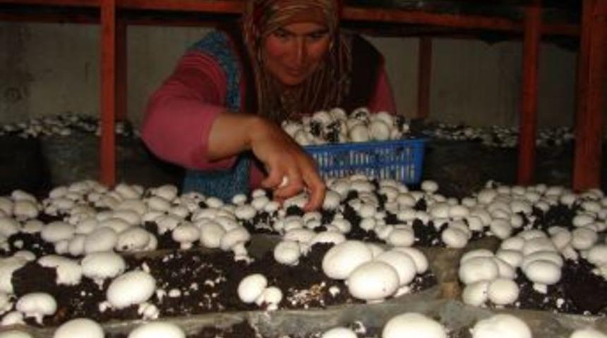 Ek Kontenjanla Da &Ouml;ğrenci Kaydı Olmazsa Mantarcılık B&ouml;l&uuml;m&uuml; Kapanacak