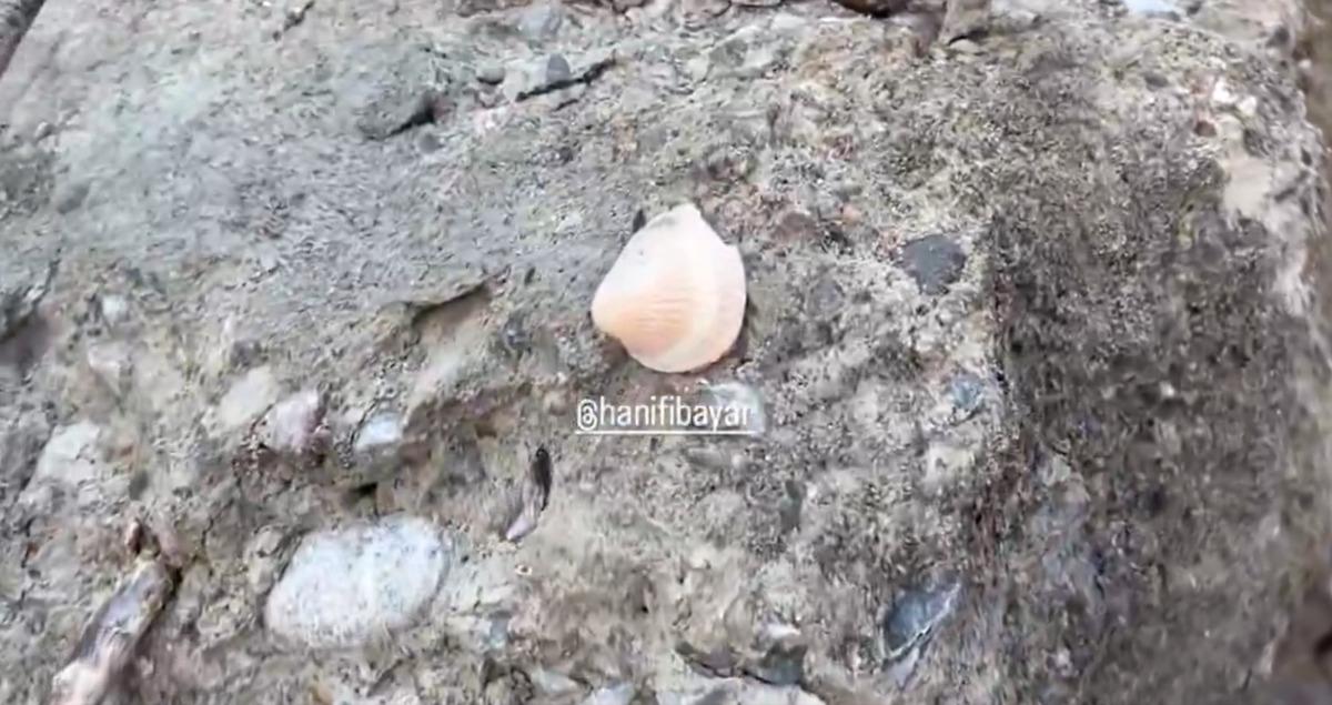 Maltepe de çöken binanın enkazında akılalmaz görüntü: Betondan deniz kabuğu çıktı! 5