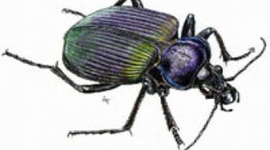 ‘Terminatör’ böcekler orman koruma görevinden tam not aldı