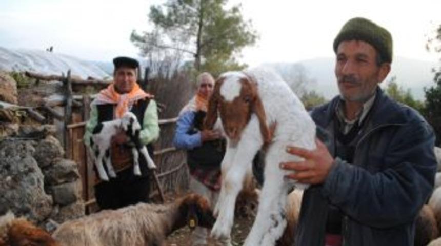 Toroslar oğlak ve kuzularla şenlendi