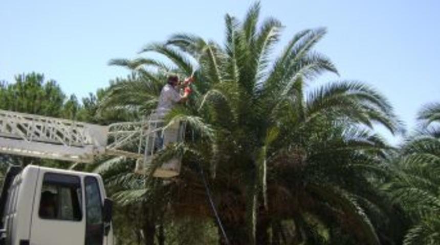 İzmir'de palmiye kurutan kırmızı b&ouml;ceğe karşı 22 bin ağa&ccedil; ila&ccedil;landı