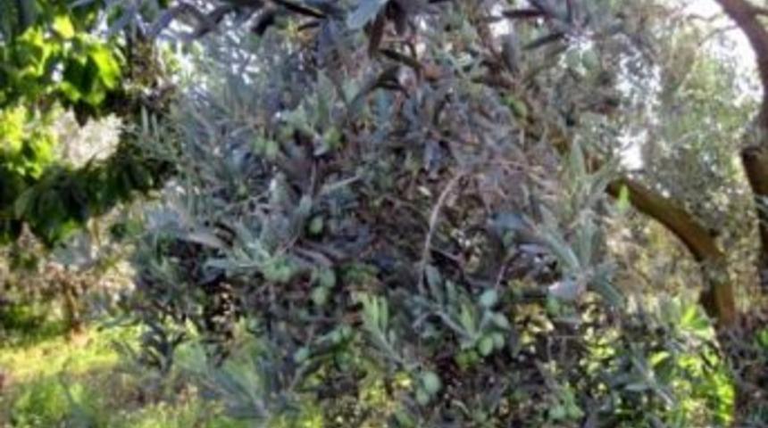 İznik &Ccedil;akırca&rsquo;yı kırağı vurdu