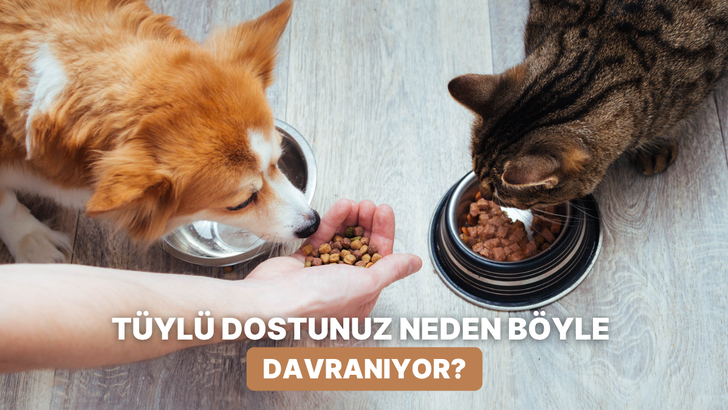 Kedi ve k&ouml;peklerin mama saatinde neden b&ouml;yle davrandığını hi&ccedil; merak ettiniz mi?