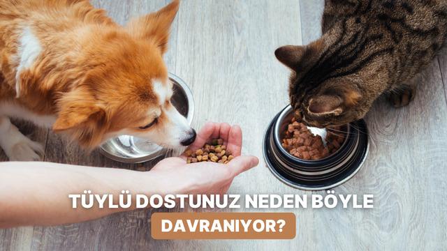 Kedi ve köpeklerin mama saatinde neden böyle davrandığını hiç merak ettiniz mi?