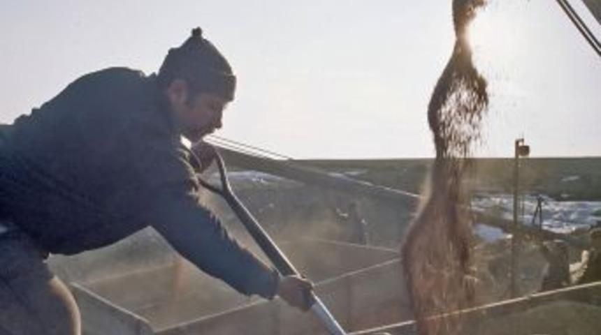 TMO, buğdayı protein oranına g&ouml;re alıyor