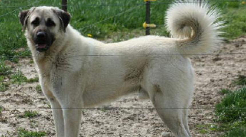 K&ouml;peğe ateş a&ccedil;an polisler birbirlerini vurdu