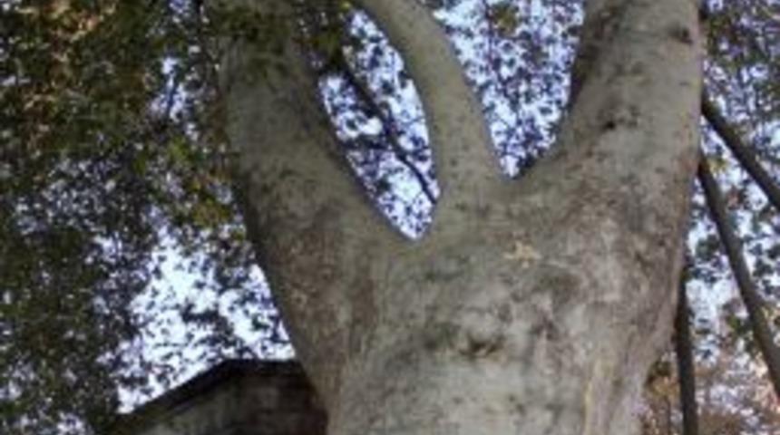 Bu ağa&ccedil;lara dokunan yandı