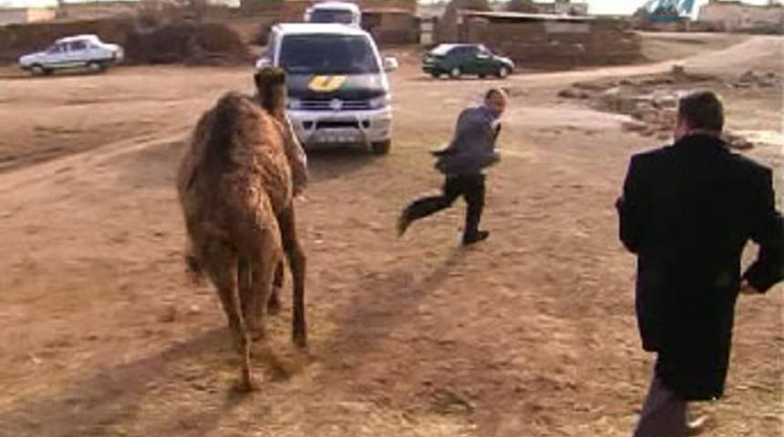 Deve basın mensubunu kovaladı