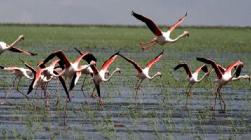 Sultan Sazlığı yeniden kuşların uğrak yeri oldu