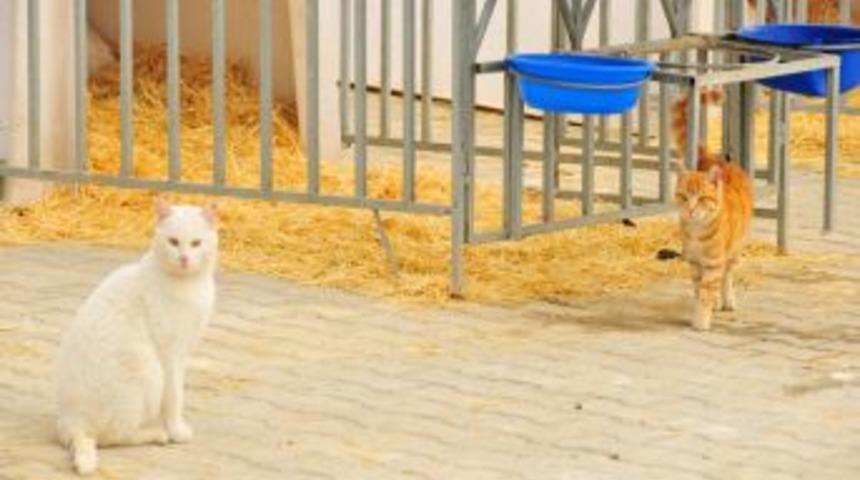 Belediye, farelerle m&uuml;cadele i&ccedil;in sokak kedilerini besliyor