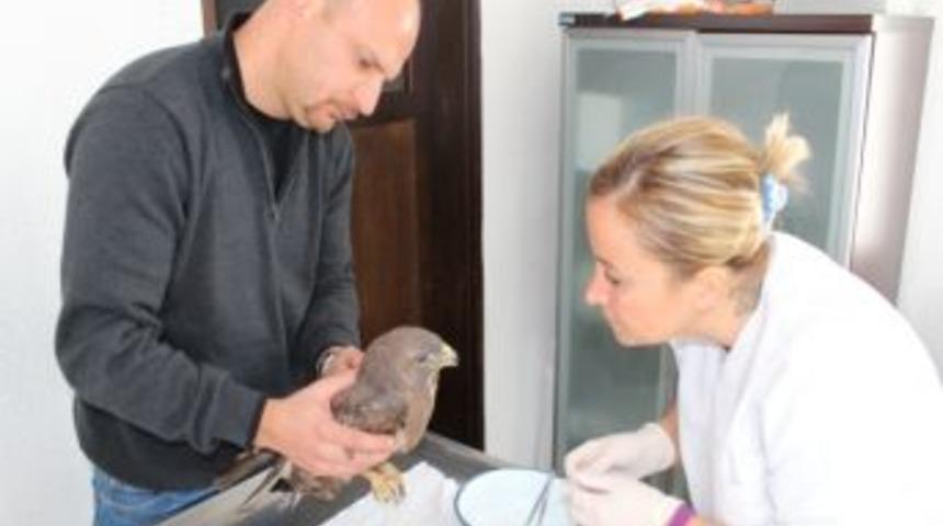 Zeytin iş&ccedil;ilerinin bulduğu yaralı şahin belediyede tedaviye alındı