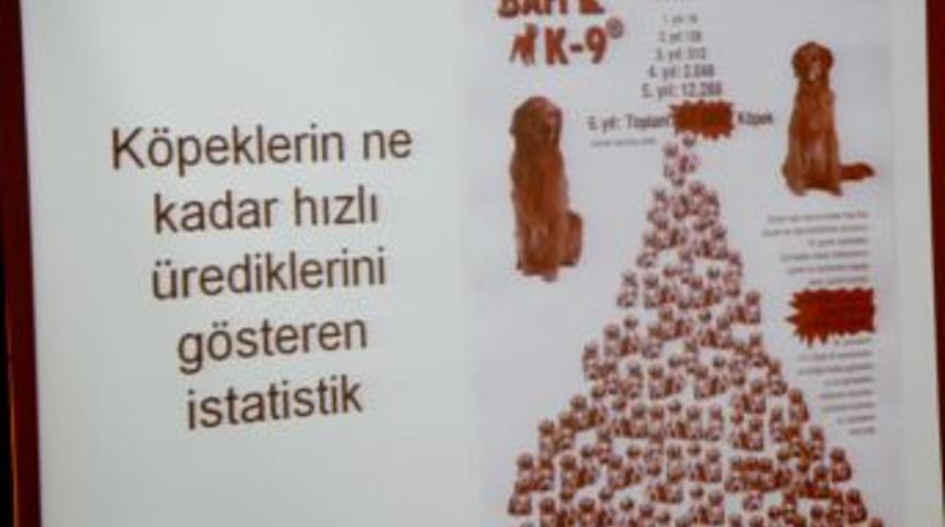 Kısırlaştırılmayan bir &ccedil;ift k&ouml;pek, 6 yılda 67 binlik pop&uuml;lasyona ulaşıyor
