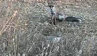 A&ccedil; kalan yavru tilki k&ouml;ye indi