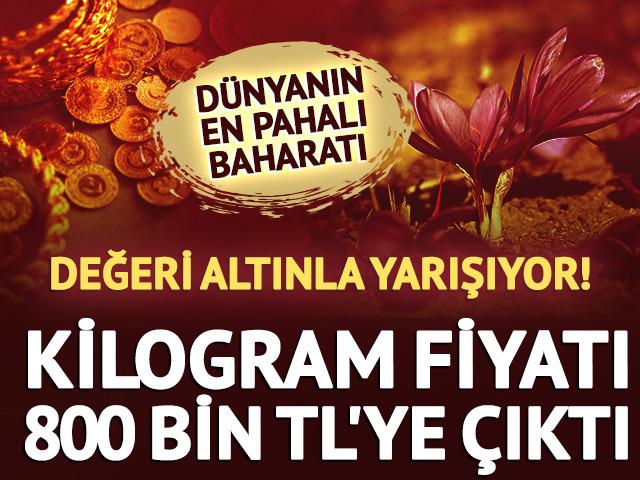 Altınla yarışan baharatın hasadı başladı! Kilogramı 800 bin TL